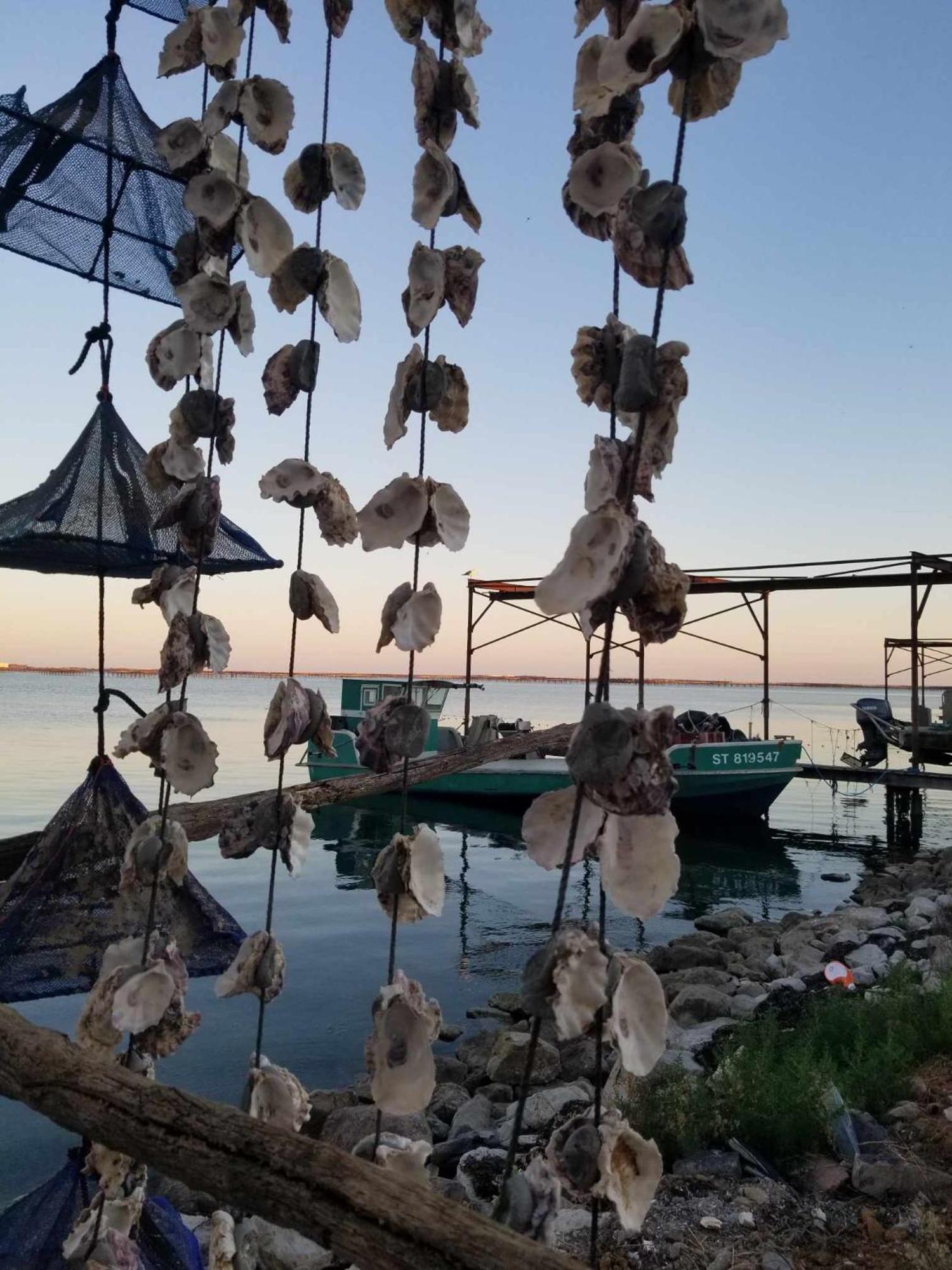 La Baraquette De Thau Villa Mèze Dış mekan fotoğraf